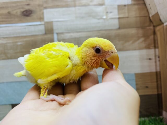 コザクラインコ（小桜インコ）