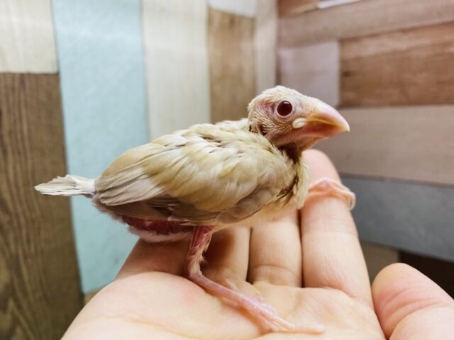 シナモン文鳥