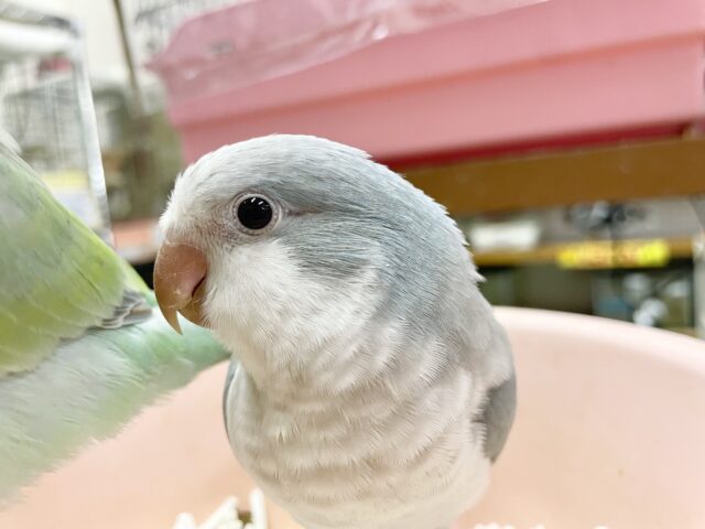 オキナインコ