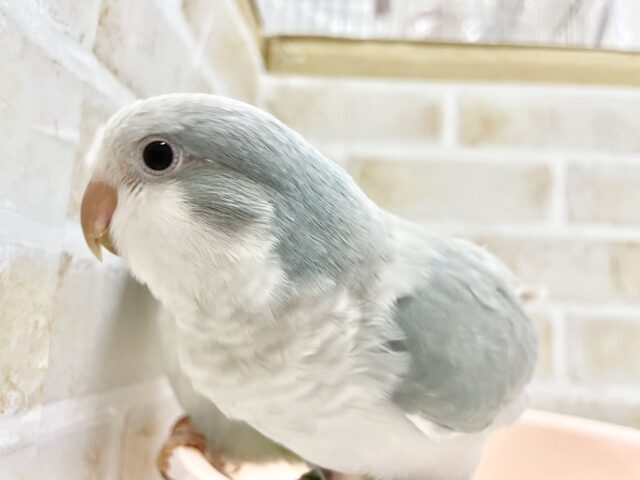 オキナインコ