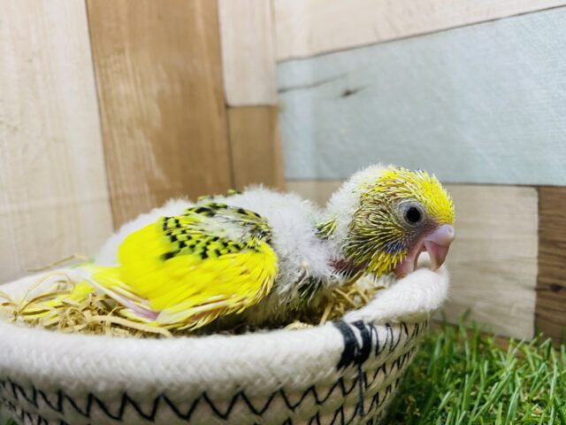 セキセイインコ