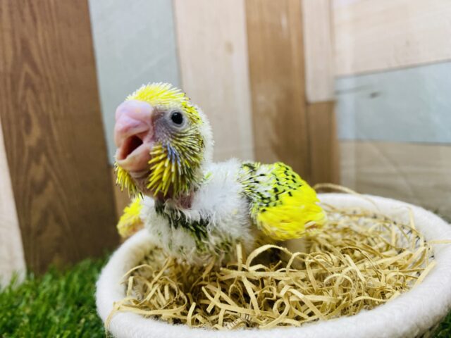 セキセイインコ