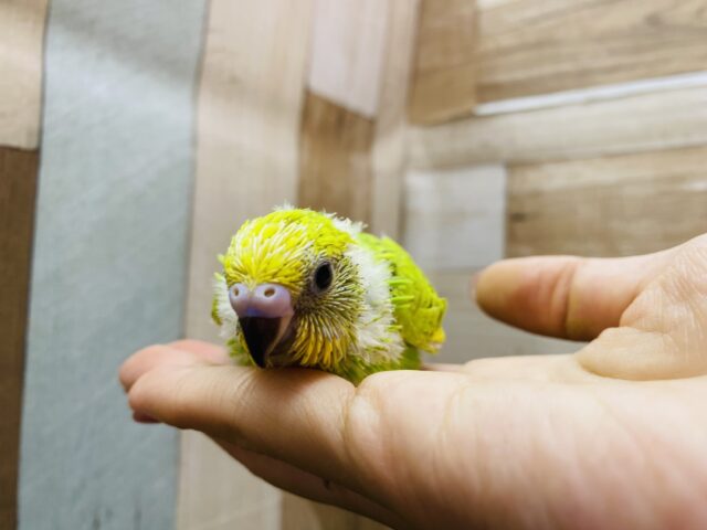 セキセイインコ