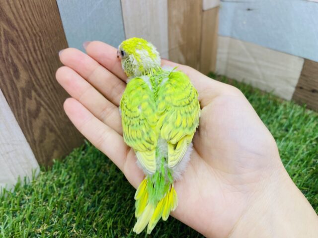 セキセイインコ