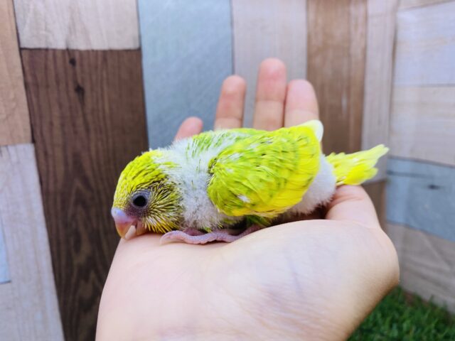 セキセイインコ