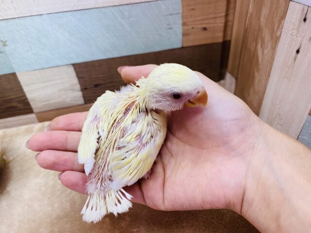 コザクラインコ（小桜インコ）
