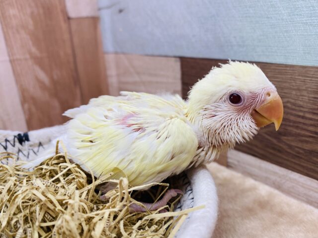 コザクラインコ（小桜インコ）