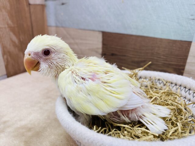 コザクラインコ（小桜インコ）