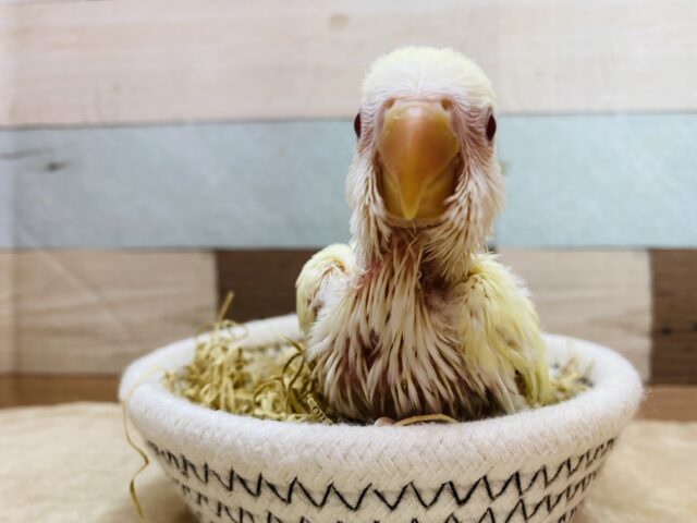 コザクラインコ（小桜インコ）