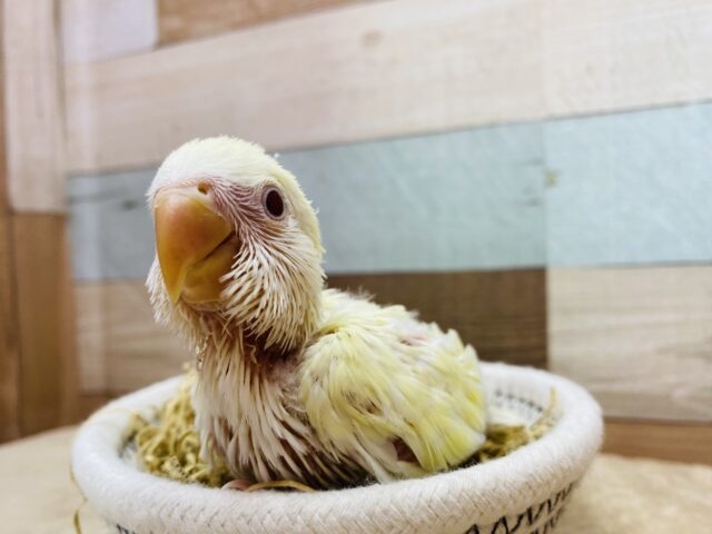 コザクラインコ（小桜インコ）