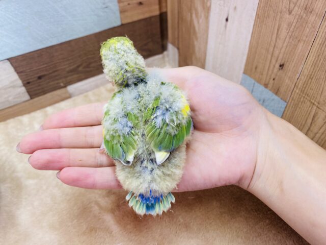 コザクラインコ（小桜インコ）