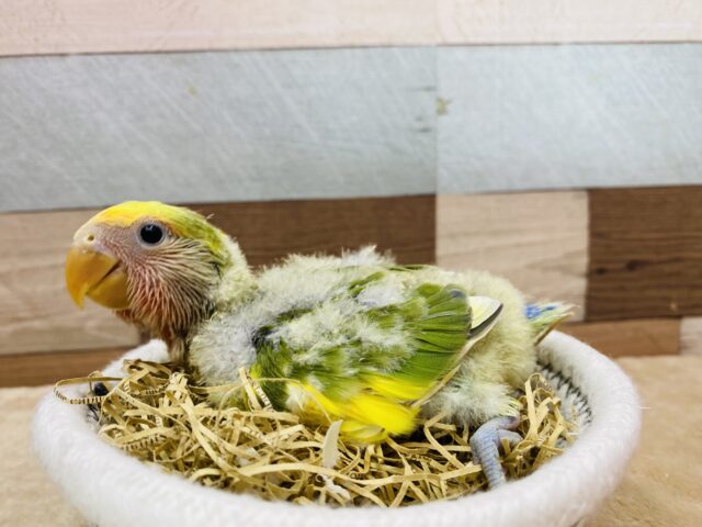 コザクラインコ（小桜インコ）
