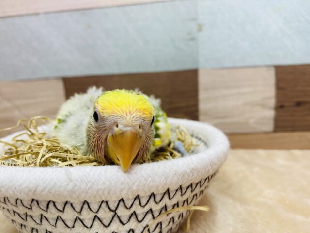 コザクラインコ（小桜インコ）