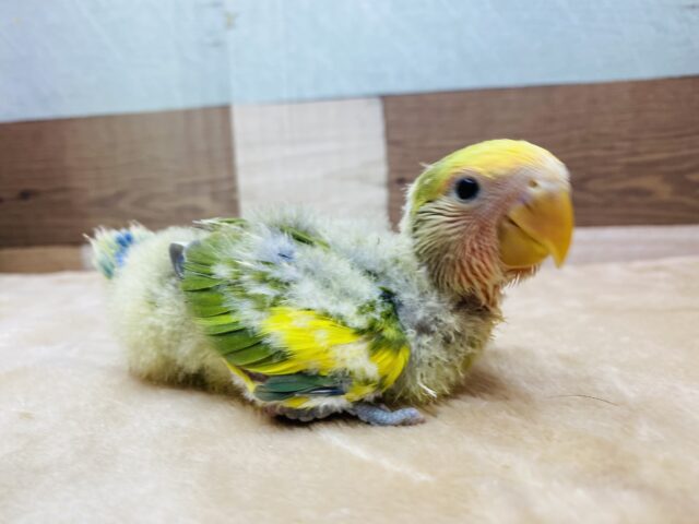 コザクラインコ（小桜インコ）