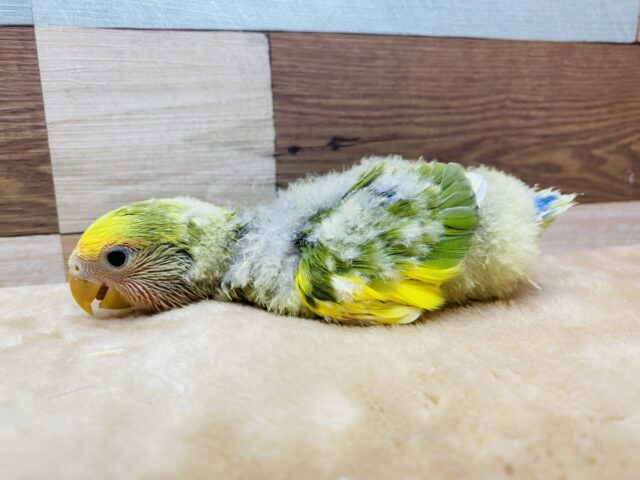 コザクラインコ（小桜インコ）