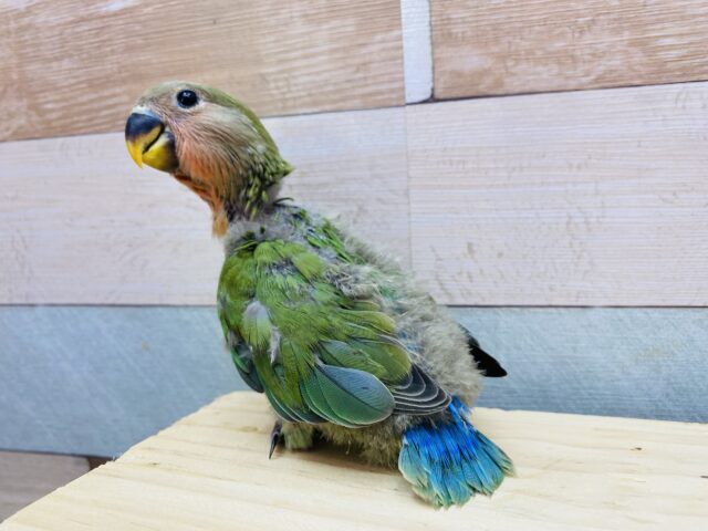 コザクラインコ（小桜インコ）