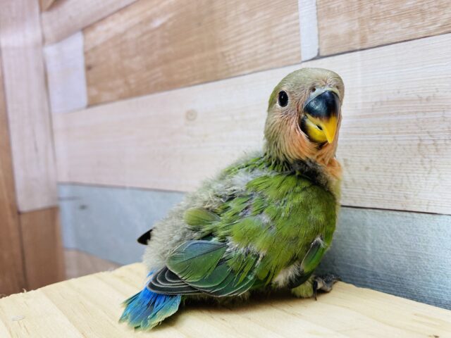 コザクラインコ（小桜インコ）