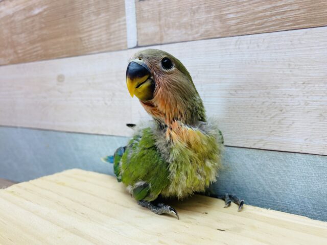 コザクラインコ（小桜インコ）