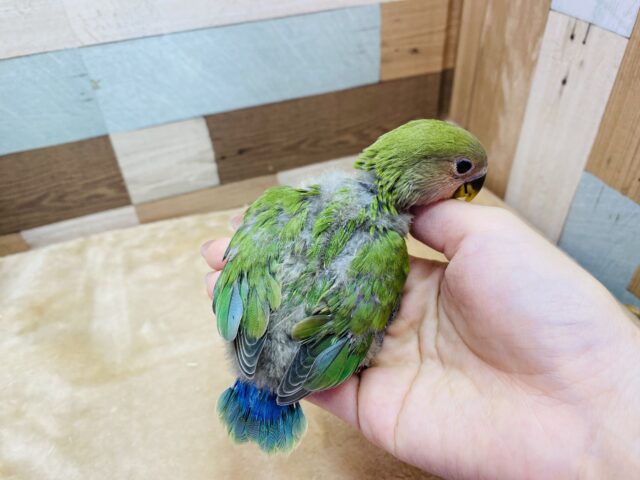 コザクラインコ（小桜インコ）