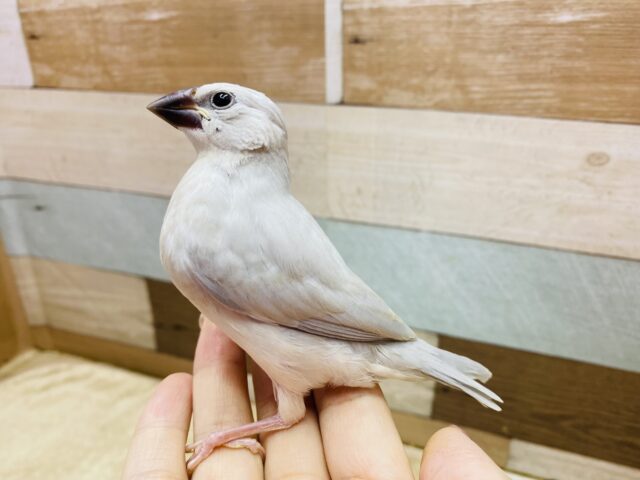 シルバー文鳥