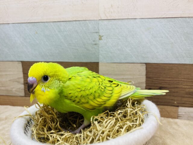 セキセイインコ