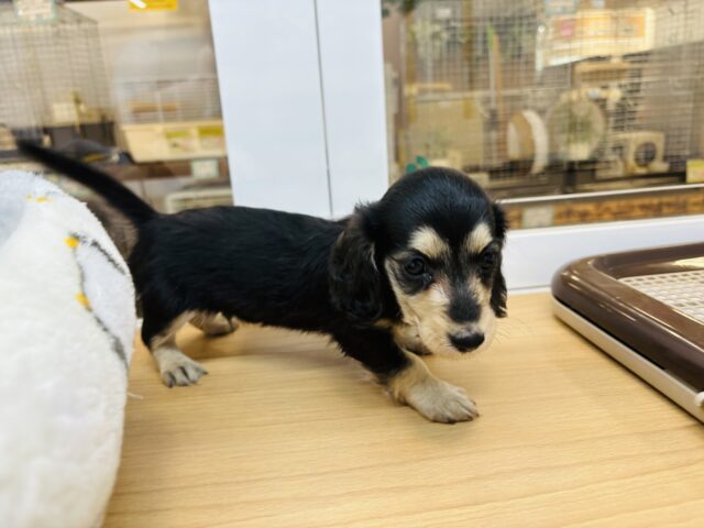 ミニチュアダックス