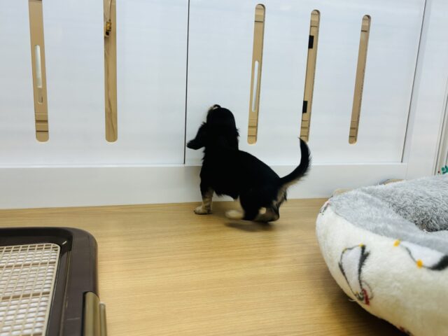 ミニチュアダックス