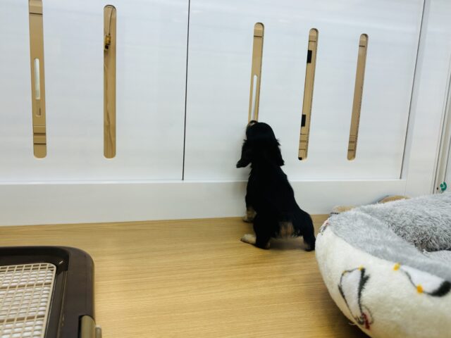 ミニチュアダックス