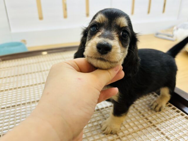 ミニチュアダックス