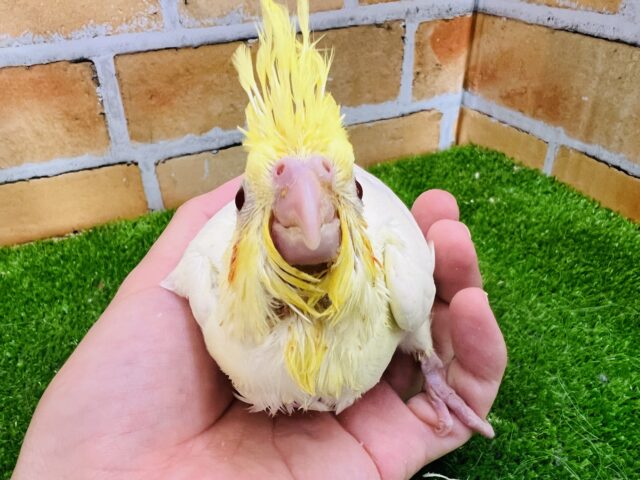 オカメインコ