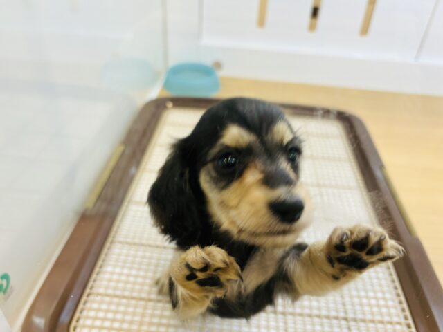 ミニチュアダックス