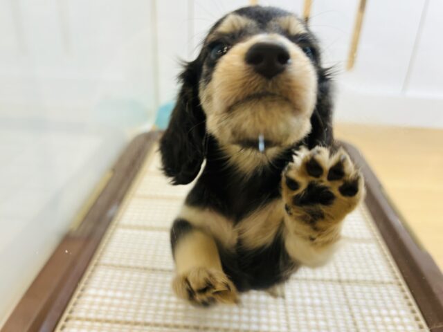 ミニチュアダックス