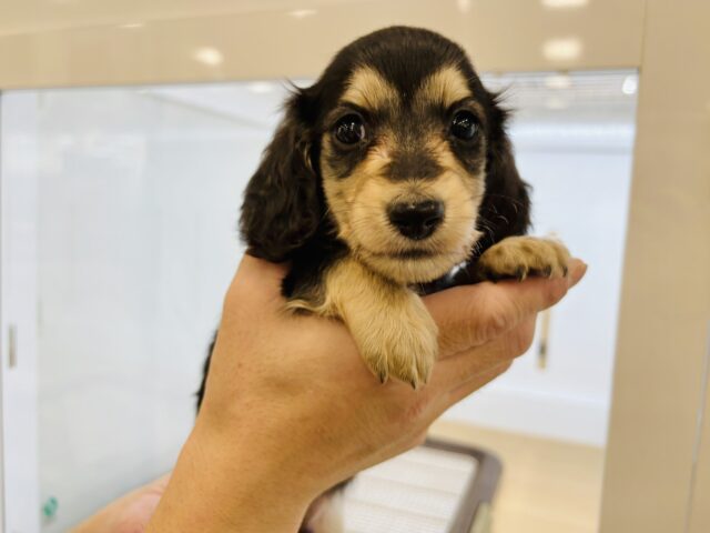 ミニチュアダックス