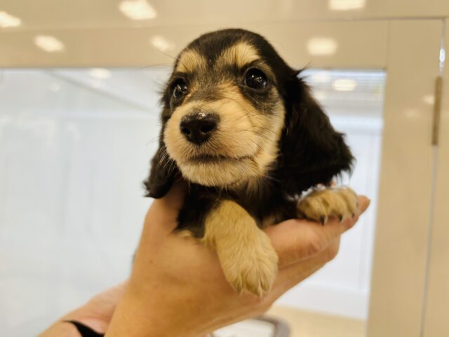 ミニチュアダックス