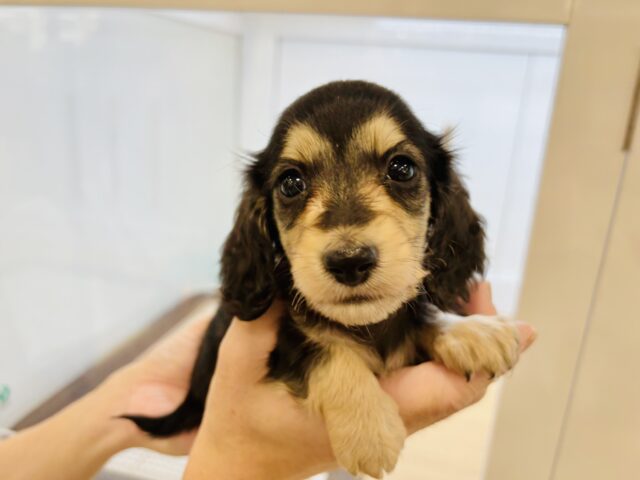 ミニチュアダックス