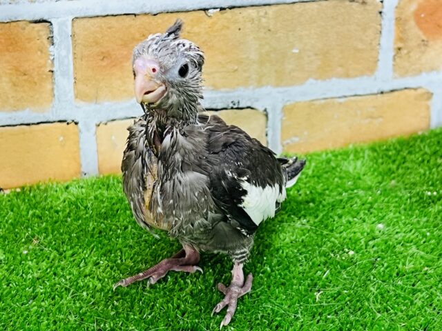 オカメインコ