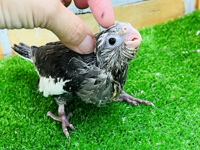 オカメインコ