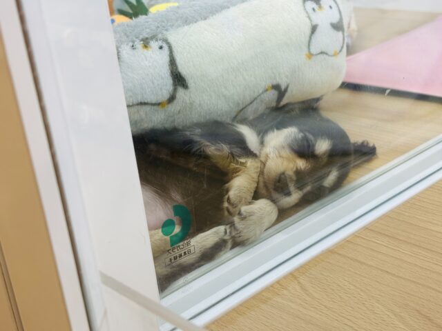 ミニチュアダックス