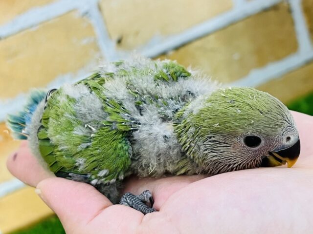 コザクラインコ（小桜インコ）