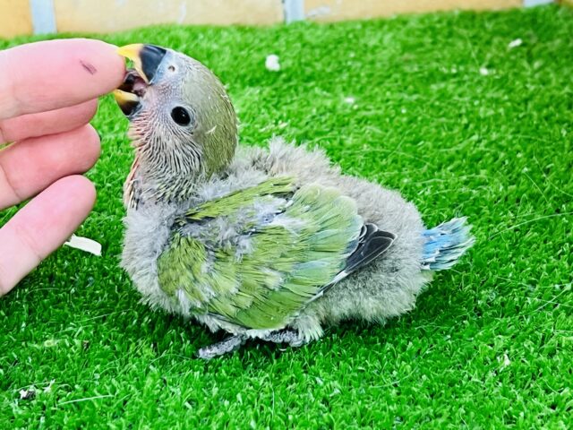 コザクラインコ（小桜インコ）