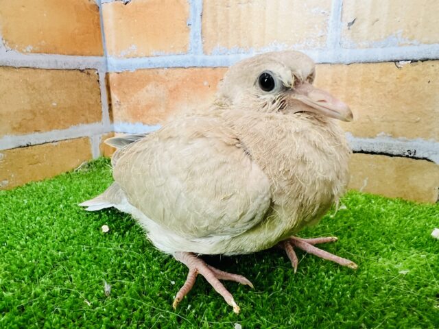 ジュズカケバト