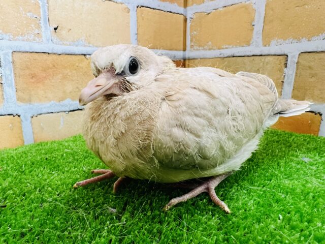 ジュズカケバト