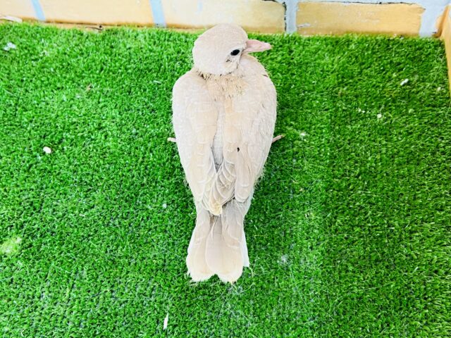 ジュズカケバト