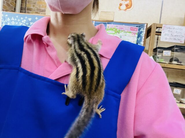 シマリス（ノーマル）