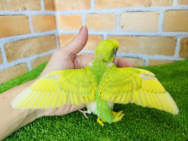 セキセイインコ
