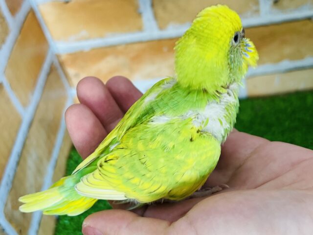 セキセイインコ