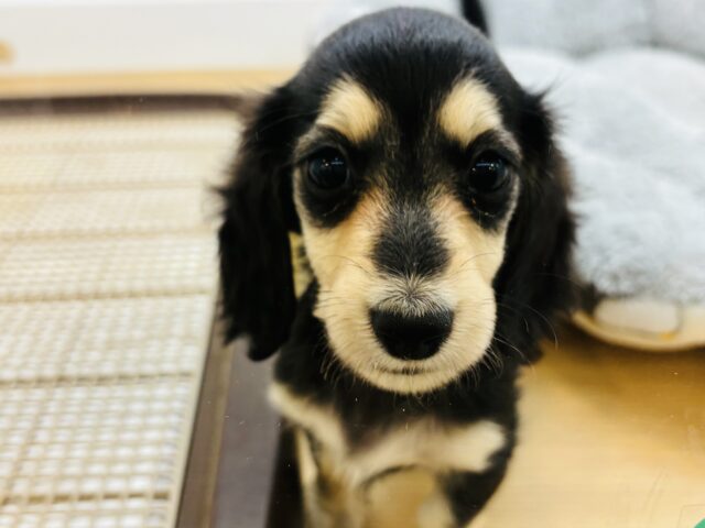 ミニチュアダックス