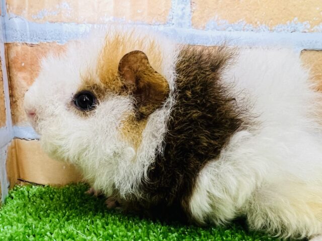 テッセルモルモット