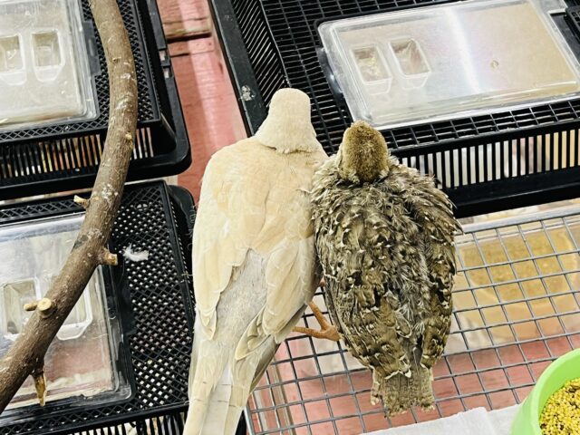 ジュズカケバト