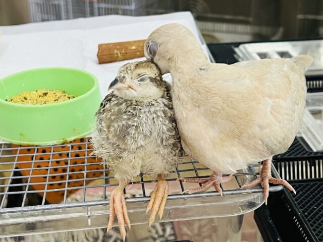 ジュズカケバト